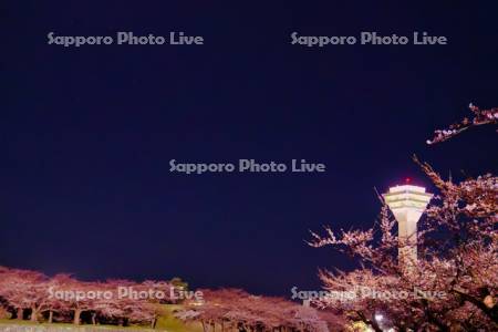 五稜郭タワーと夜桜