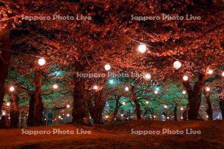 五稜郭公園の夜桜