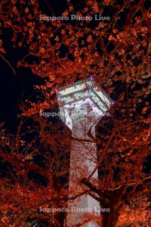 五稜郭タワーと夜桜