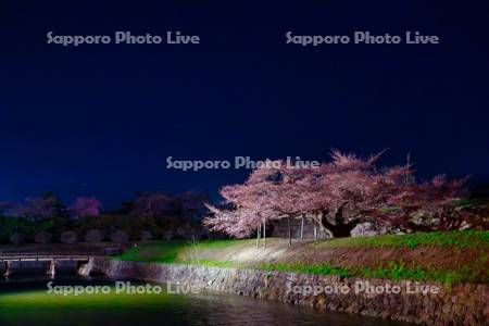 五稜郭公園の夜桜
