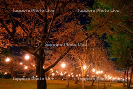 五稜郭公園の夜桜