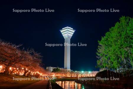 五稜郭タワーと夜桜