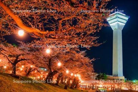 五稜郭タワーと夜桜