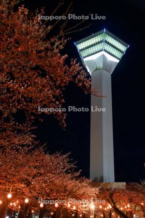 五稜郭タワーと夜桜