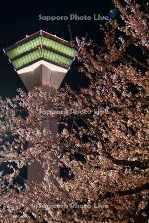五稜郭タワーと夜桜