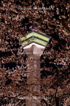 五稜郭タワーと夜桜