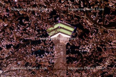 五稜郭タワーと夜桜