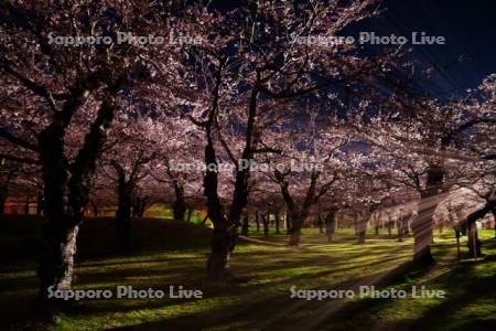 五稜郭公園の夜桜