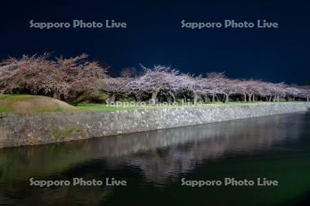 五稜郭公園の夜桜
