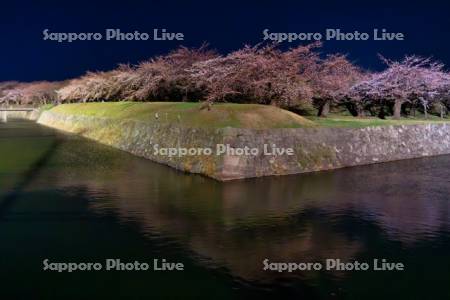 五稜郭公園の夜桜