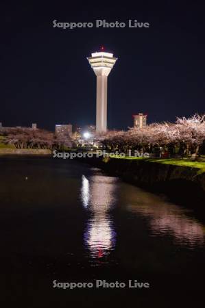 五稜郭タワーと夜桜