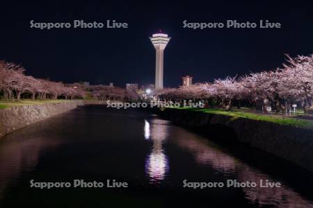 五稜郭タワーと夜桜