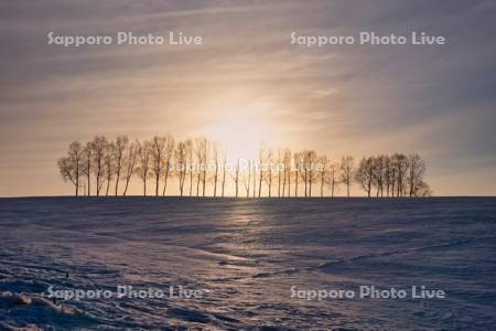 シラカバ並木と夕陽