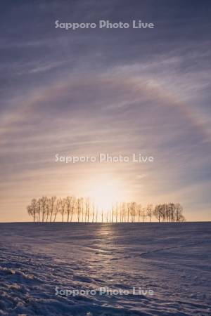 シラカバ並木と夕陽