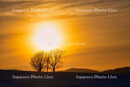 夕陽と親子の木