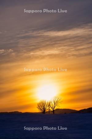 夕陽と親子の木