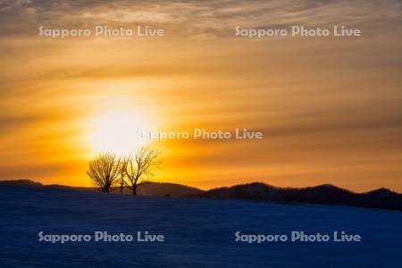 夕陽と親子の木