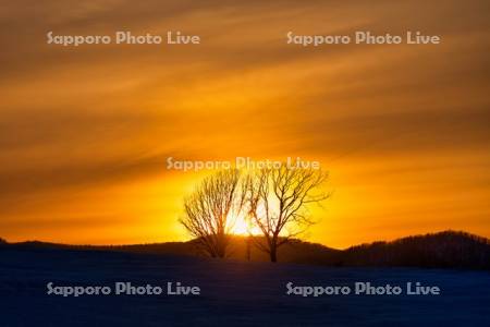 夕陽と親子の木