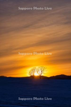 夕陽と親子の木