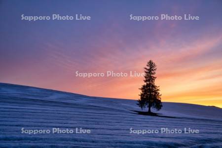 クリスマスツリーの木夕景
