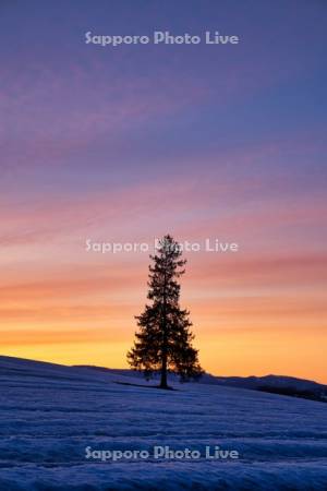クリスマスツリーの木夕景