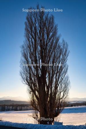 ケンとメリーの木