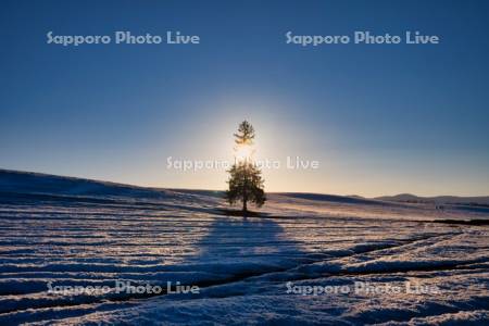 クリスマスツリーの木夕景