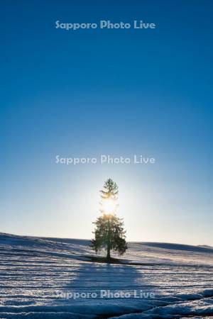 クリスマスツリーの木夕景