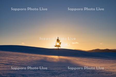 クリスマスツリーの木夕景