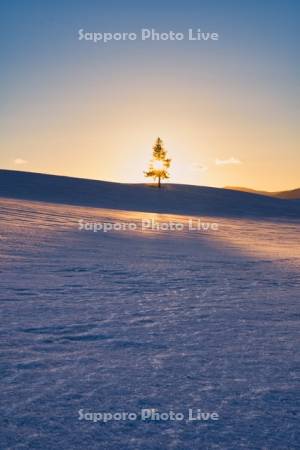クリスマスツリーの木夕景