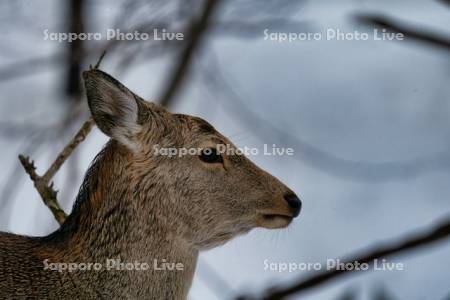 エゾシカの横顔