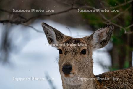 エゾシカのアップ