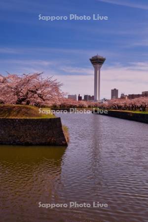 五稜郭タワーと桜