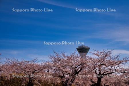 五稜郭タワーと桜