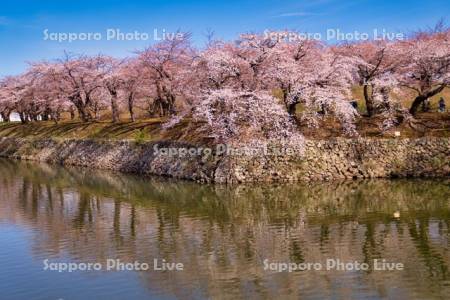 五稜郭公園の桜