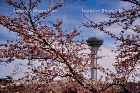 五稜郭タワーと桜
