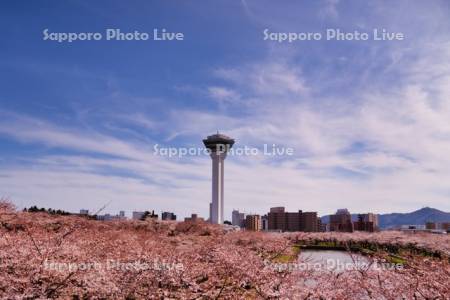 五稜郭タワーと桜