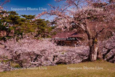 箱館奉行所と桜