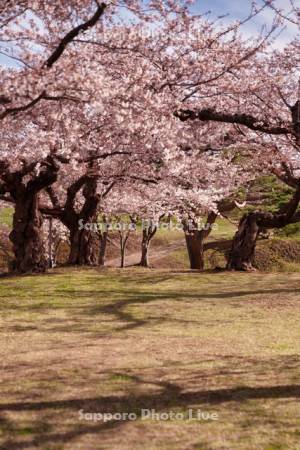 五稜郭公園の桜