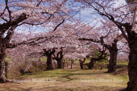 五稜郭公園の桜