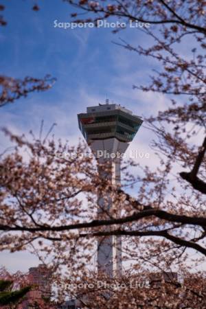 五稜郭タワーと桜