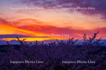 深山峠の桜と朝焼け