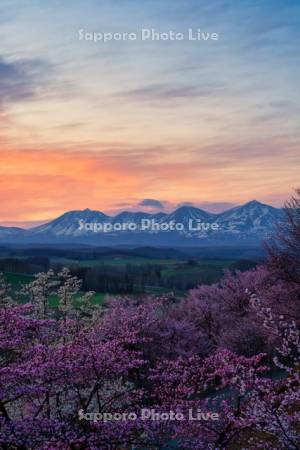深山峠の桜と朝焼け