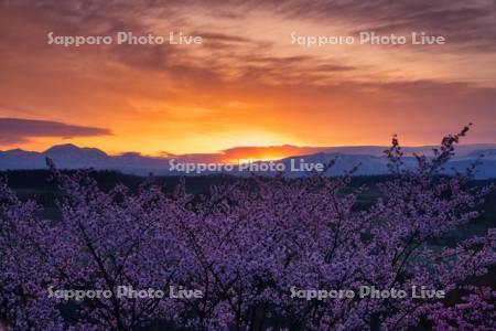深山峠の桜と朝焼け