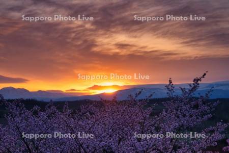 深山峠の桜と日の出