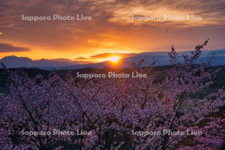 深山峠の桜と日の出