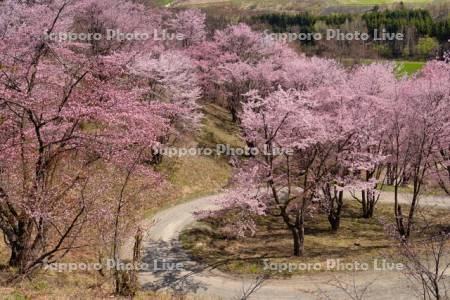深山峠の桜