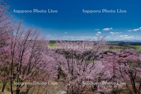 深山峠の桜
