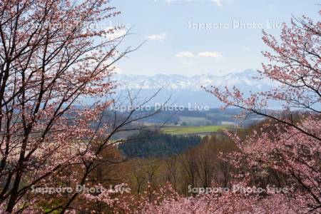 深山峠の桜