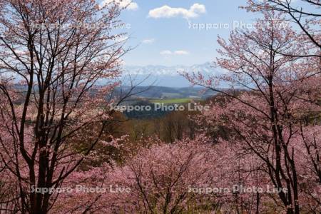 深山峠の桜